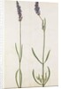 Lavender by Jacques Le Moyne de Morgues