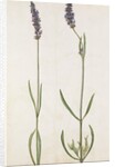 Lavender by Jacques Le Moyne de Morgues