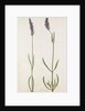 Lavender by Jacques Le Moyne de Morgues