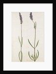 Lavender by Jacques Le Moyne de Morgues
