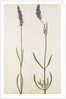 Lavender by Jacques Le Moyne de Morgues