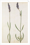 Lavender by Jacques Le Moyne de Morgues