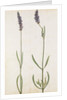 Lavender by Jacques Le Moyne de Morgues