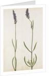 Lavender by Jacques Le Moyne de Morgues