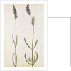 Lavender by Jacques Le Moyne de Morgues