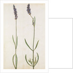 Lavender by Jacques Le Moyne de Morgues