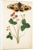 Wild Strawberry & Female Emperor Moth by Jacques Le Moyne de Morgues