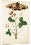 Wild Strawberry & Female Emperor Moth by Jacques Le Moyne de Morgues