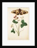 Wild Strawberry & Female Emperor Moth by Jacques Le Moyne de Morgues