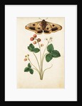 Wild Strawberry & Female Emperor Moth by Jacques Le Moyne de Morgues