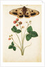 Wild Strawberry & Female Emperor Moth by Jacques Le Moyne de Morgues