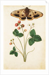 Wild Strawberry & Female Emperor Moth by Jacques Le Moyne de Morgues