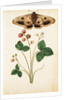 Wild Strawberry & Female Emperor Moth by Jacques Le Moyne de Morgues