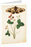Wild Strawberry & Female Emperor Moth by Jacques Le Moyne de Morgues