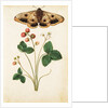 Wild Strawberry & Female Emperor Moth by Jacques Le Moyne de Morgues