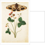 Wild Strawberry & Female Emperor Moth by Jacques Le Moyne de Morgues