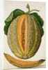 Melon by Jacques Le Moyne de Morgues
