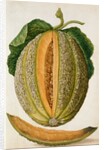 Melon by Jacques Le Moyne de Morgues