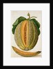 Melon by Jacques Le Moyne de Morgues