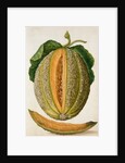 Melon by Jacques Le Moyne de Morgues
