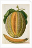Melon by Jacques Le Moyne de Morgues