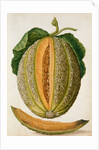 Melon by Jacques Le Moyne de Morgues