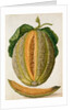 Melon by Jacques Le Moyne de Morgues