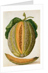 Melon by Jacques Le Moyne de Morgues
