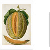 Melon by Jacques Le Moyne de Morgues