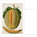 Melon by Jacques Le Moyne de Morgues