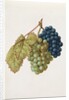 Black Grapes & White Grapes by Jacques Le Moyne de Morgues