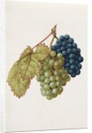 Black Grapes & White Grapes by Jacques Le Moyne de Morgues