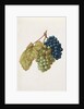 Black Grapes & White Grapes by Jacques Le Moyne de Morgues