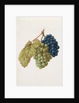 Black Grapes & White Grapes by Jacques Le Moyne de Morgues