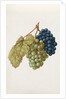 Black Grapes & White Grapes by Jacques Le Moyne de Morgues