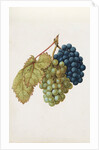 Black Grapes & White Grapes by Jacques Le Moyne de Morgues