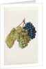 Black Grapes & White Grapes by Jacques Le Moyne de Morgues