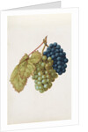 Black Grapes & White Grapes by Jacques Le Moyne de Morgues