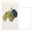 Black Grapes & White Grapes by Jacques Le Moyne de Morgues