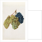 Black Grapes & White Grapes by Jacques Le Moyne de Morgues