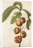 Medlar by Jacques Le Moyne de Morgues