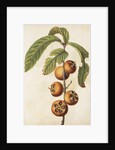 Medlar by Jacques Le Moyne de Morgues