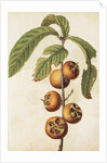 Medlar by Jacques Le Moyne de Morgues