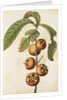 Medlar by Jacques Le Moyne de Morgues