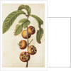 Medlar by Jacques Le Moyne de Morgues