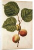 Peach by Jacques Le Moyne de Morgues