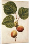 Peach by Jacques Le Moyne de Morgues