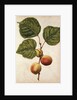 Peach by Jacques Le Moyne de Morgues