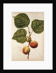 Peach by Jacques Le Moyne de Morgues