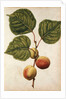 Peach by Jacques Le Moyne de Morgues